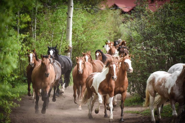 Guest Ranch Map View | GuestRanches.com